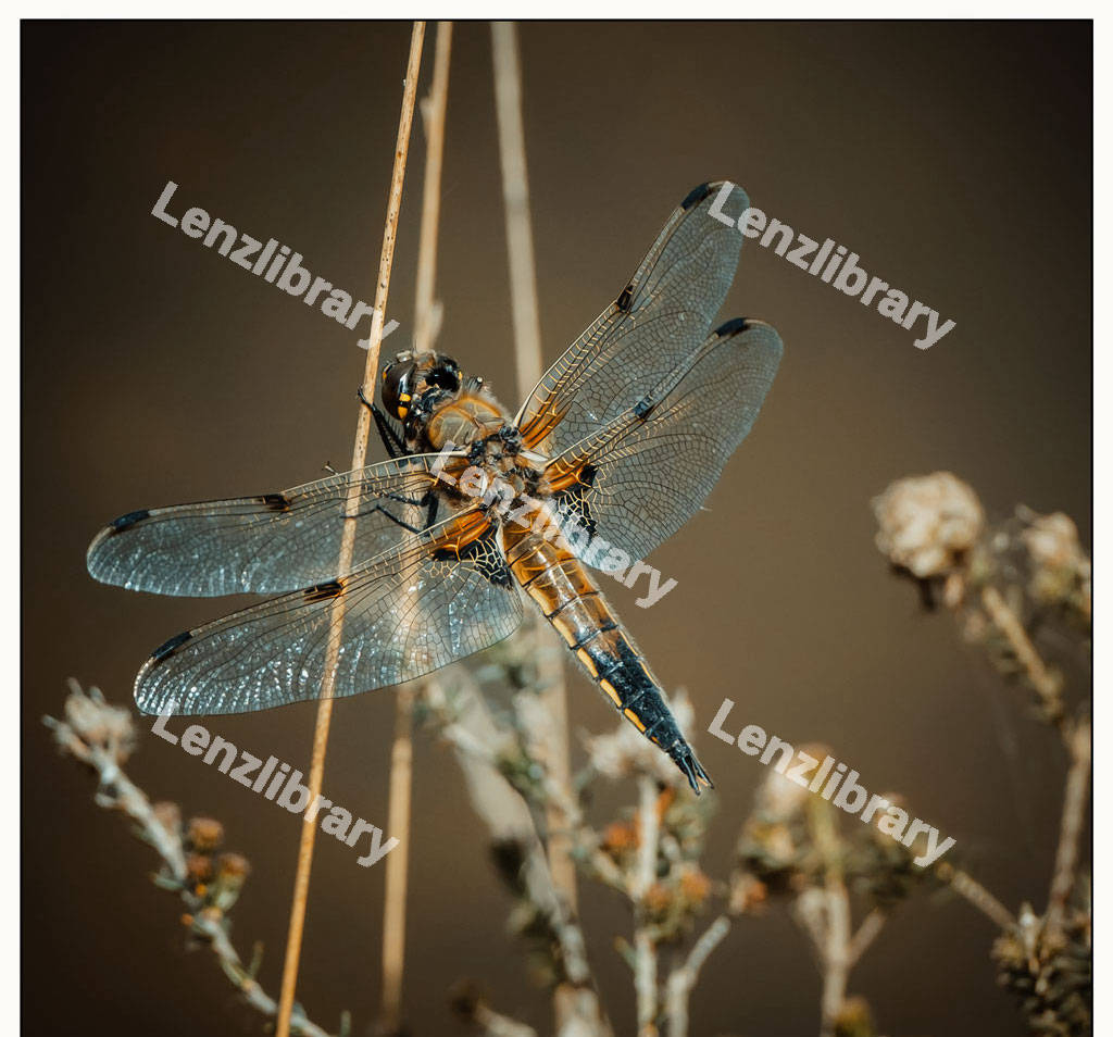 Brown Dragonfly